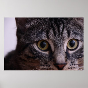 Póster Gray Kitten Face 2