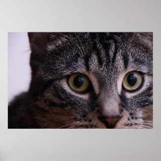 Póster Gray Kitten Face 2