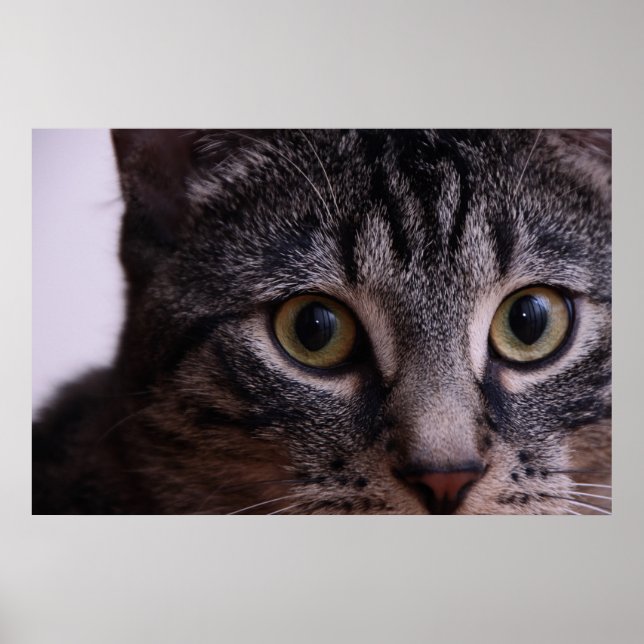Póster Gray Kitten Face 2 (Frente)