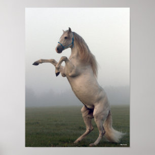 Póster Gray Lusitano Stallion Rearing In Mist