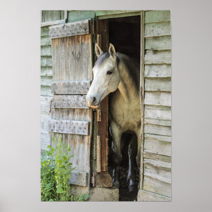 Póster Gray Mare Horse & Barn