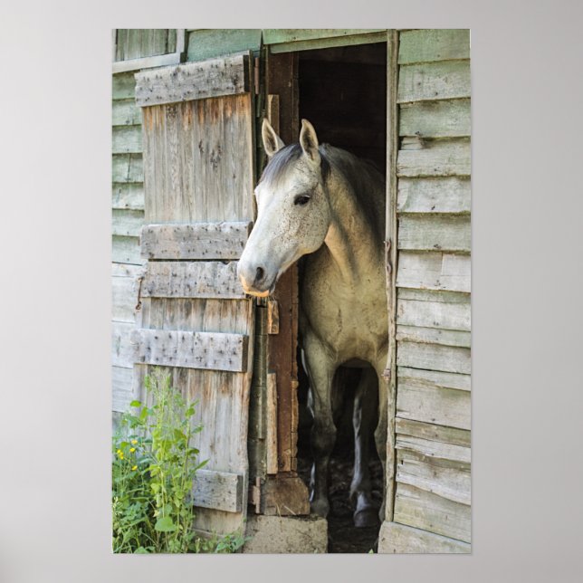 Póster Gray Mare Horse & Barn (Frente)