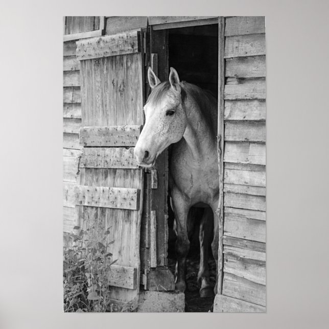 Póster Gray Mare Horse & Barn (Frente)