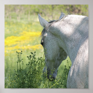 Póster Gray Mare & Wildflowers Hermoso Poster de caballos