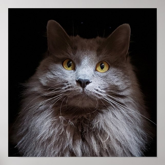 Póster Gray Nebelung Long Hair Blue Cat Poster (Frente)