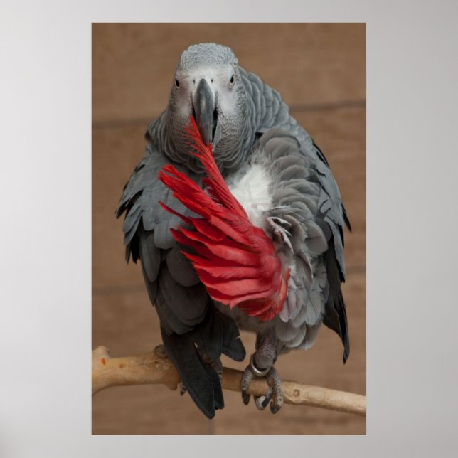Póster Gray Parrot (Frente)