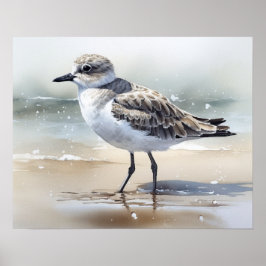 Póster Gray Plover Bird Art Print Poster