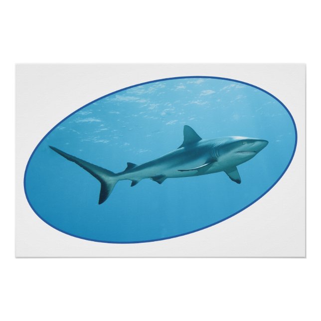 Póster Gray Reefshark, Yap Island - Diseño fotográfico | (Anverso)