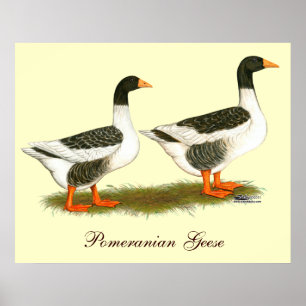 Póster Gray Saddleback Geese