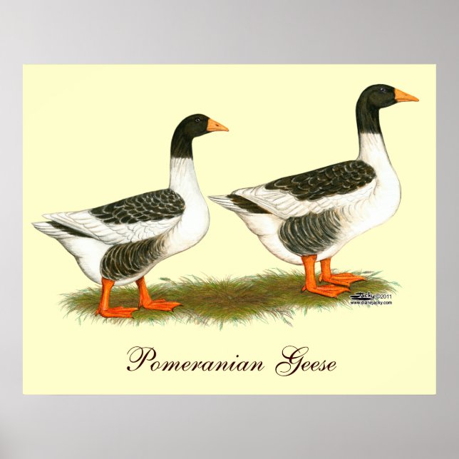 Póster Gray Saddleback Geese (Frente)