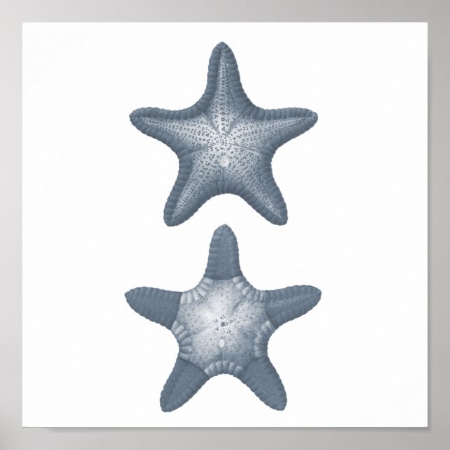 Póster Gray Sealife Group12A print #10 Starfish (Frente)