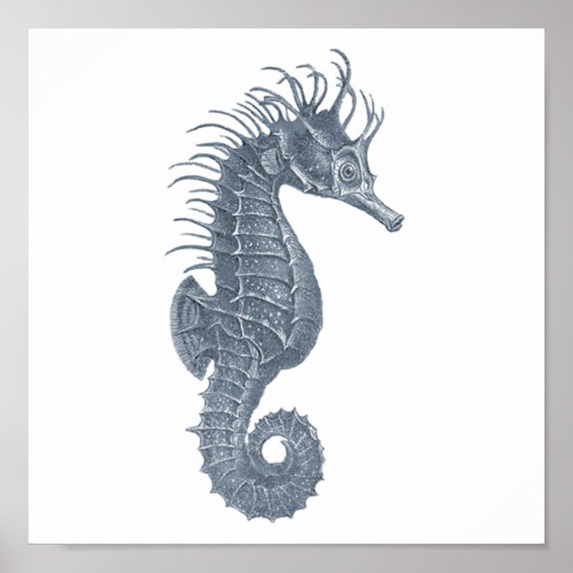 Póster Gray Sealife grupo 12A impreso #5 Caballo marino (Frente)