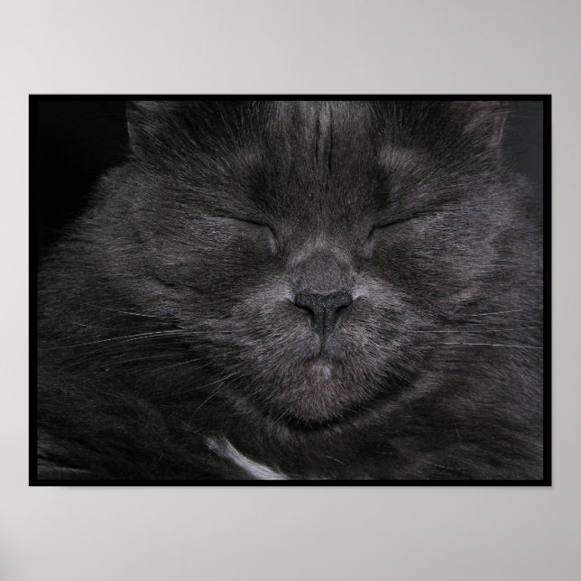 Póster Gray Sleepy Cat Poster (Frente)