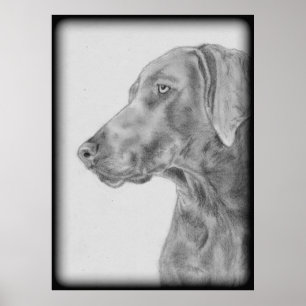 Póster Gray Weimaraner Dog