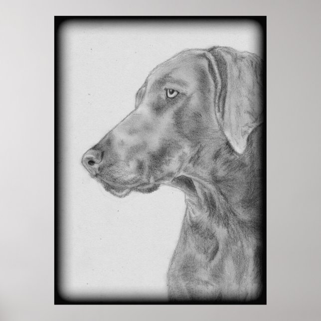 Póster Gray Weimaraner Dog (Frente)