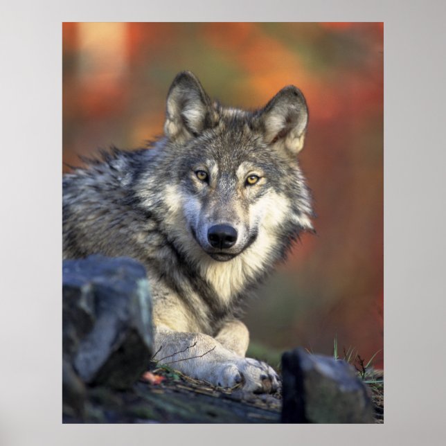 Póster Gray Wolf (Frente)