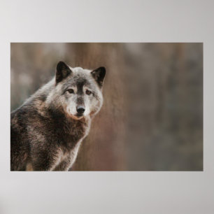 Póster Gray Wolf
