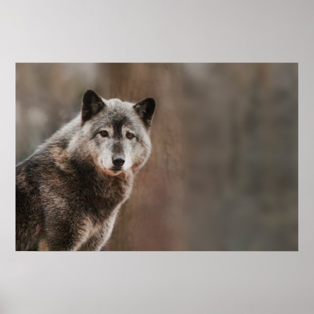 Póster Gray Wolf (Frente)