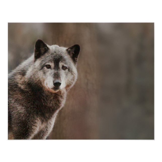 Póster Gray Wolf Glossy (Anverso)