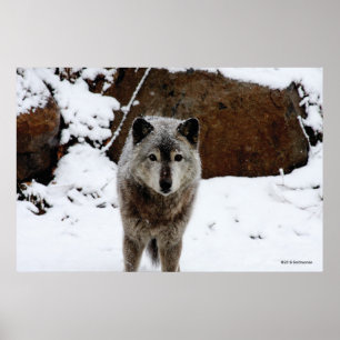 Póster Gray Wolf in Snow