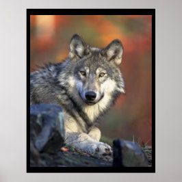 Póster Gray Wolf Lovers