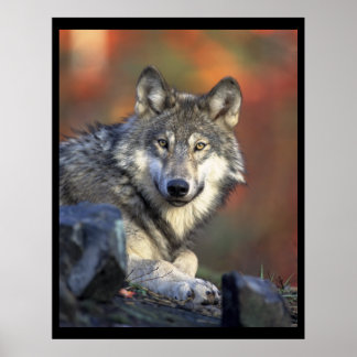 Póster Gray Wolf Lovers