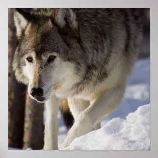Póster Gray Wolf Poster