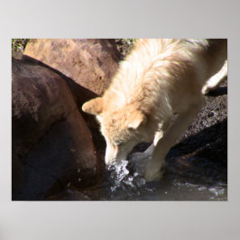 Póster Gray Wolf Poster