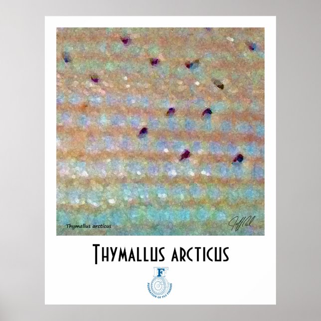 Póster Grayling FFF Poster (Frente)