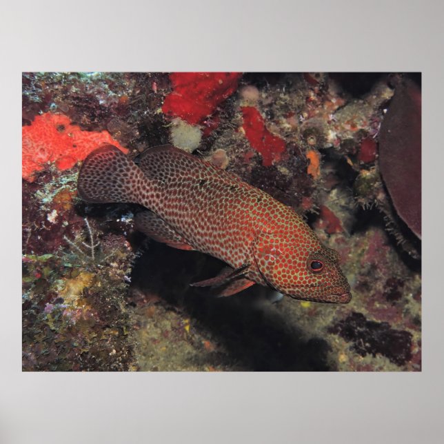 Póster Graysby (Frente)