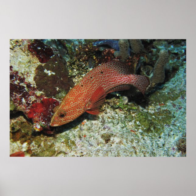 Póster Graysby (Frente)