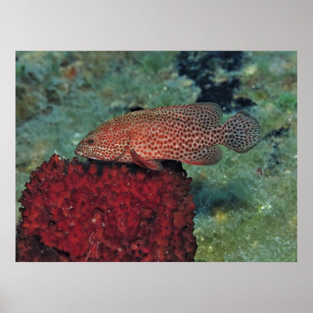 Póster Graysby en un Esponge (Frente)