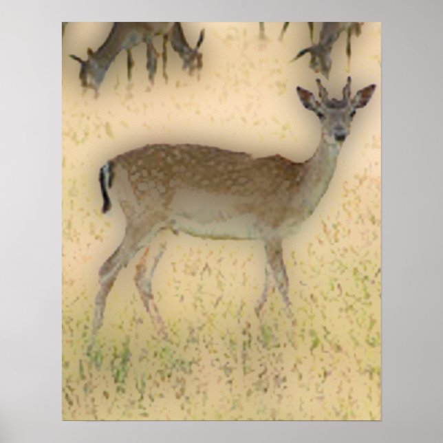 Póster 'Grazing de cola blanca' (Frente)