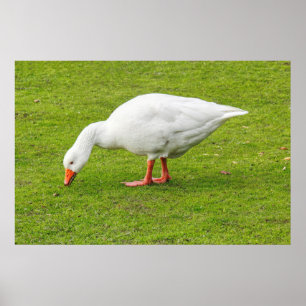 Póster Grazing Emden Goose