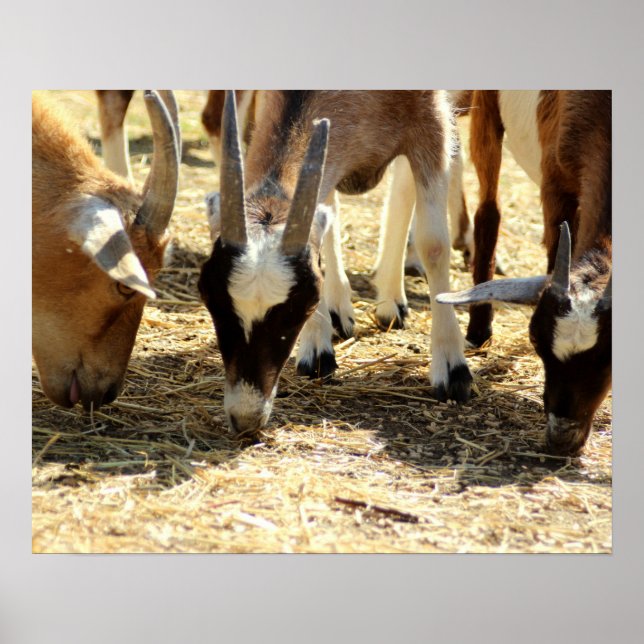 Póster Grazing Goats (Frente)