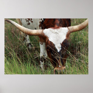 Póster Grazing Longhorn