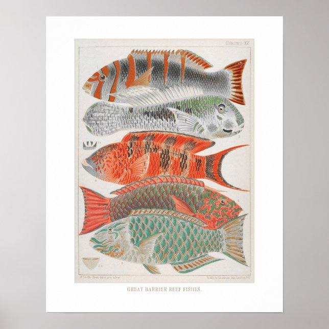 Póster Great Barrier Reef Fishes in Coral, Art Print (Frente)
