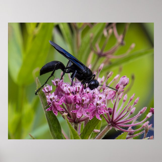 Póster Great Black Wasp (Frente)