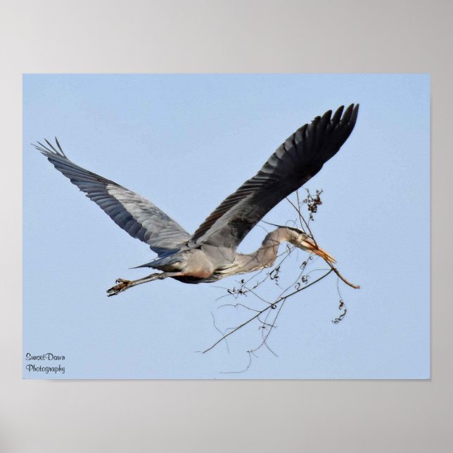 Póster Great Blue Heron (Frente)