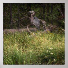 Póster Great Blue Heron 8917