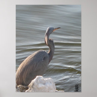 Póster Great Blue Heron by the Water