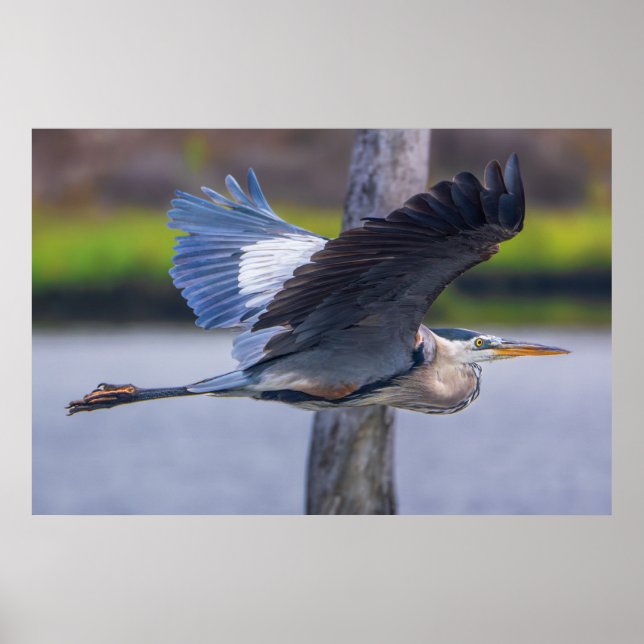 Póster Great Blue Heron Flight Wildlife Bird Photography (Frente)