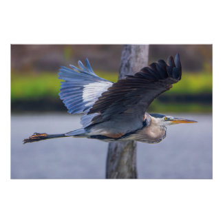 Póster Great Blue Heron Flight Wildlife Bird Photography