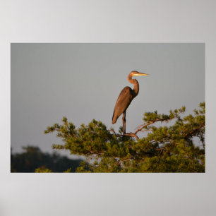 Póster Great Blue Heron On Tree Top
