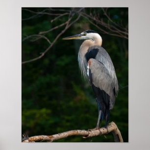 Póster Great Blue Heron Wall Art