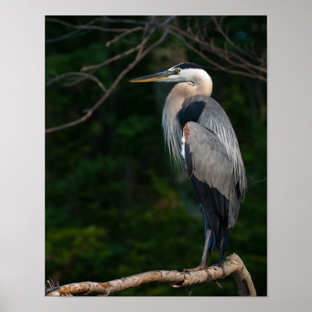 Póster Great Blue Heron Wall Art (Frente)