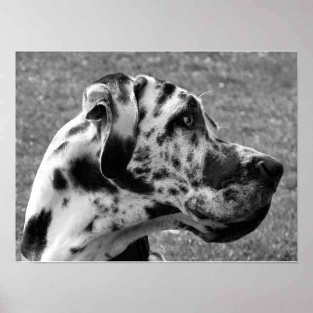 PÓSTER GREAT DANE (Frente)