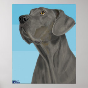 Póster Great dane gris que mira para arriba en fondo azul
