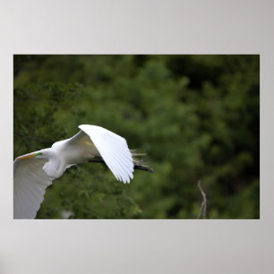Póster Great Egret Flying Poster