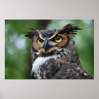 Póster Great-Horned Owl
